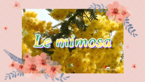 Fête du mimosa !